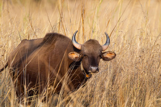 photo of a Gaur